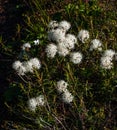 Blooming Labrador tea Royalty Free Stock Photo