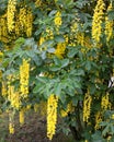 Blooming Laburnum tree Royalty Free Stock Photo