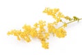 Blooming lady`s bedstraw or yellow bedstraw, isolated on white, Galium verum