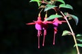 Lady`s eardrops, red and purple fuchsia magellanica flower Royalty Free Stock Photo