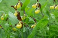 Lady`s-slipper orchids, Cypripedium calceolus Royalty Free Stock Photo