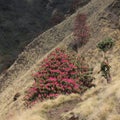 Blooming Laligurans and hiking trail in Nepal