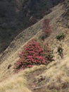 Blooming Laligurans and trail