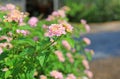 Blooming Lantana Camara. Beautiful of small flowers in the garden