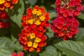 Blooming Lantana camara Portrait Royalty Free Stock Photo