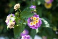 Blooming lantana in the garden