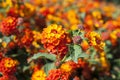 Blooming lantana in the garden