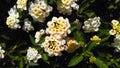 Lantana white florets in a nice garden