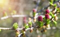 Blooming larch tree, sunny spring day, blurred lights. Royalty Free Stock Photo