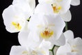 A blooming large lush white peloric orchid flower of the genus phalaenopsis variety of Sogo Yukidian closeup on black