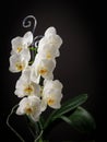 A blooming large lush white peloric orchid of the genus phalaenopsis variety of Sogo Yukidian