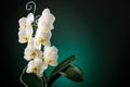 A blooming large lush white peloric orchid of the genus phalaenopsis variety of Sogo Yukidian on blurred green black background