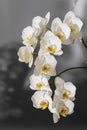 Blooming large lush white peloric orchid of the genus phalaenopsis variety of Sogo Yukidian closeup on grey background