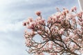 Blooming of large pink buds of magnolia flowers in Europe, during the day in a photo of a blue sky Royalty Free Stock Photo