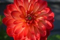 Blooming large red dahlia flower