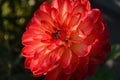 Blooming large red dahlia flower