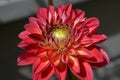 Blooming large red dahlia flower