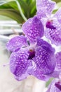 Blooming large violet orchid flower of the genus Vanda closeup in the garden