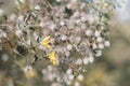 Blooming Larrea tridentata plant