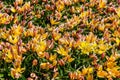 Blooming late yellow tulips (Tulipa tarda, Tulipa dasystemon) on flowerbed in garden