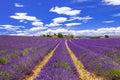 blooming lavander in Provance, France Royalty Free Stock Photo