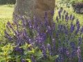 Blooming Lavandula angustifolia, Levander at flower bed with small heath butterflies. Purple lilac scented flowering