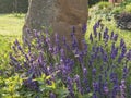 Blooming Lavandula angustifolia, Levander at flower bed with small heath butterflies. Purple lilac scented flowering bush with