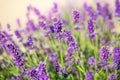 Blooming lavender with a blurred background