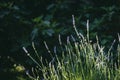 Blooming lavender bush. Beautiful summer floral background