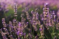 Blooming Lavender Bush Closeup with Honeybee Royalty Free Stock Photo