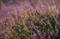 Blooming Lavender Bush Closeup View Royalty Free Stock Photo