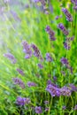 Blooming Lavender bush in a shallow DOF