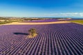 Blooming lavender create a stunningly beautiful landscape