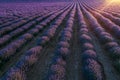 Blooming lavender create a stunningly beautiful landscape