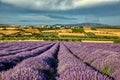 Blooming lavender create a stunningly beautiful landscape