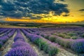 Blooming lavender create a stunningly beautiful landscape