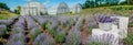 panorama of blooming lavender field with basket, Provence, greenhouse on background