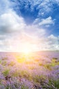 A blooming lavender field and a bright sunrise. Vertical photo Royalty Free Stock Photo