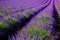 Blooming Lavender Field. France, Provence