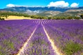 Blooming Lavender Field. France, Provence