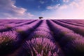 Blooming lavender field. Landscape with lavender flowers.