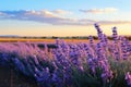 Blooming lavender field, lavandula angustifolia agriculture harvest landscape panorama