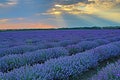 Blooming lavender field sun shining through clouds Royalty Free Stock Photo