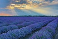 Blooming lavender field sun shining through clouds Royalty Free Stock Photo