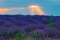 Blooming lavender field sun shining through clouds Royalty Free Stock Photo