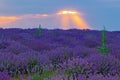 Blooming lavender field sun shining through clouds Royalty Free Stock Photo