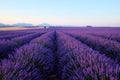 Morning sun rays over blooming lavender field Royalty Free Stock Photo