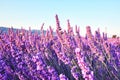 Morning sun rays over blooming lavender field Royalty Free Stock Photo