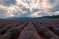 Blooming lavender in a field at sunset. Royalty Free Stock Photo