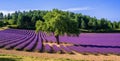 Lavender field with a tree in Provence, France Royalty Free Stock Photo